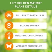 Garden State žarulja azijska cvjetna žarulja Lily Golden Matri