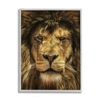 Stupell Industries izbliza lavova portret fotografija siva uokvirena umjetnička print zidna umjetnost, dizajn